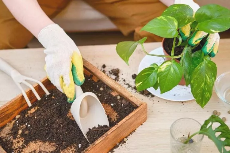 Repotting Pothos Plant