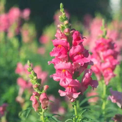 Snapdragon