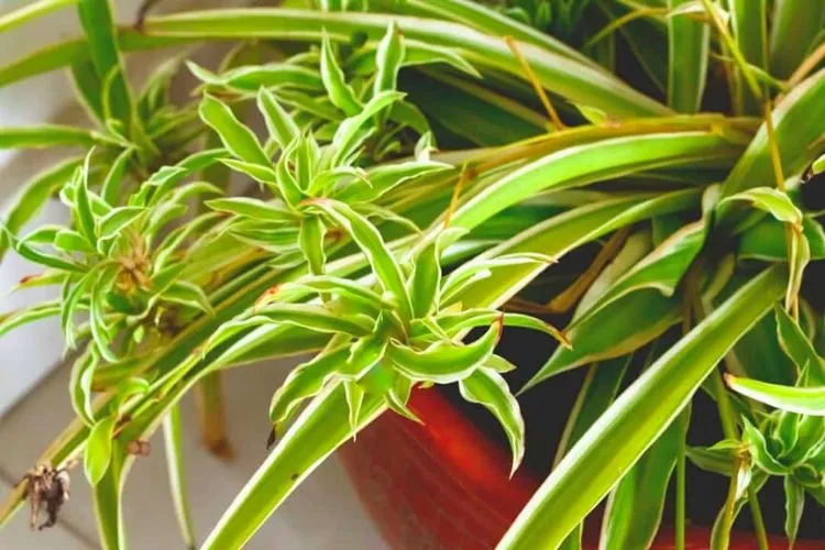 Spider plant leaves curling