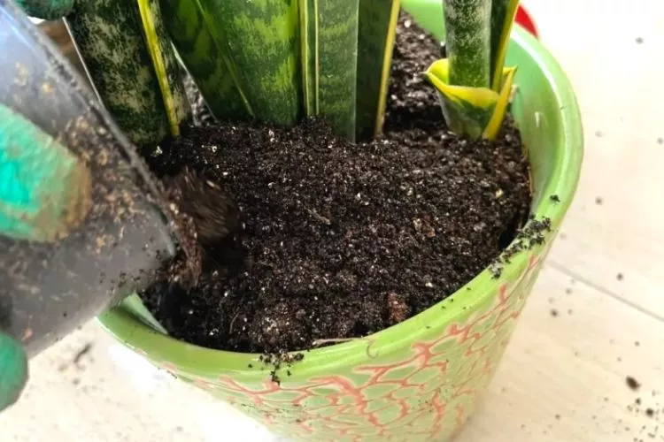 The ideal soil for snake plants