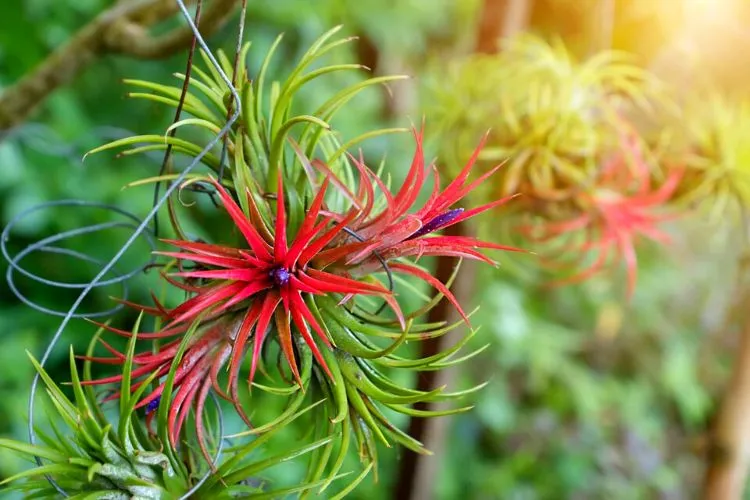 Tips for maintaining humidity levels For Air Plants