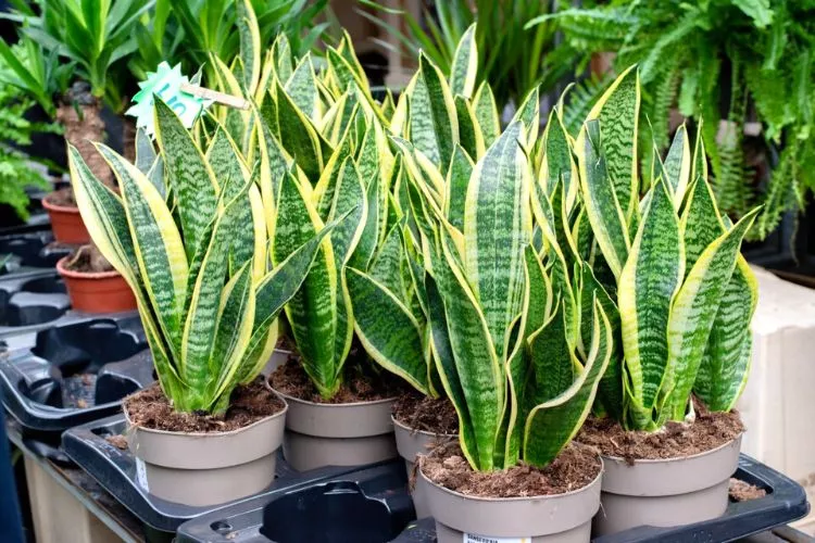 Understanding the Snake Plant's Growth Habits