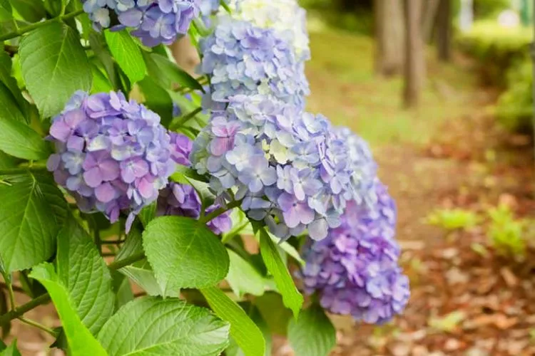 Which hydrangea does not attract bees