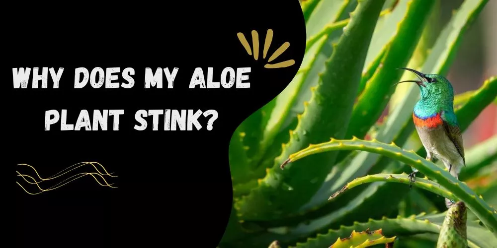 Why does my aloe plant stink (cause and solutions)