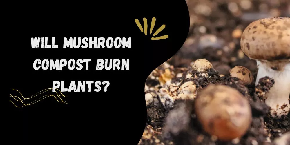 Will mushroom compost burn plants