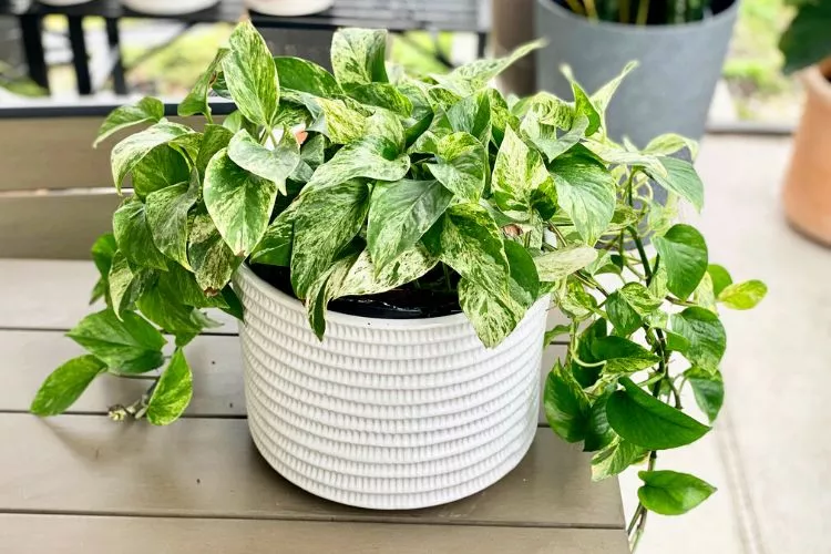 9 Signs your pothos needs more humidity