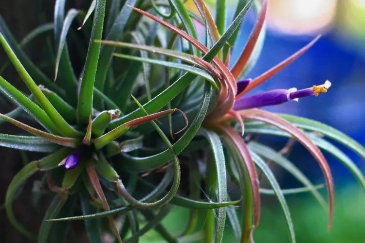 Air Plants Benefits