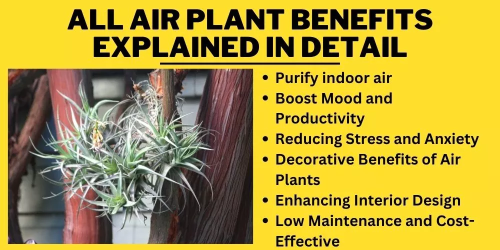 All Air Plant Benefits Explained in Detail