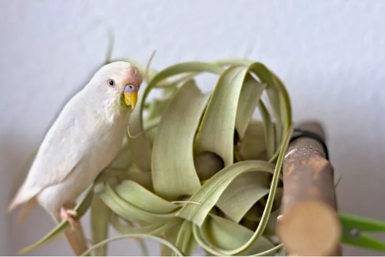 Are Air Plants Toxic to any other pets