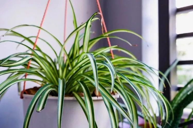 Are Air Plants Toxic