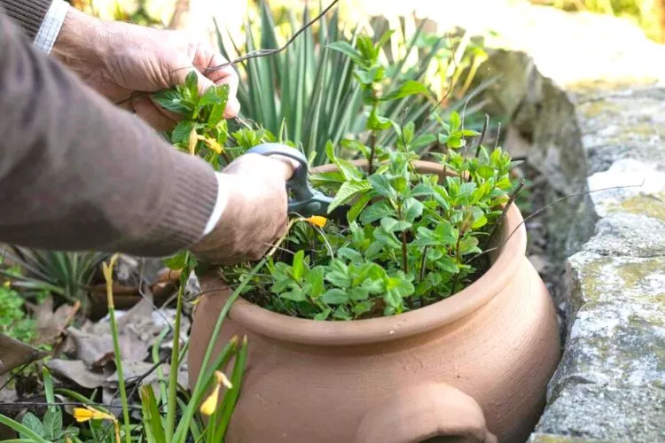 Bad Companion Plants for Basil