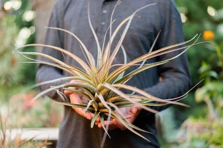 Caring for Air Plants