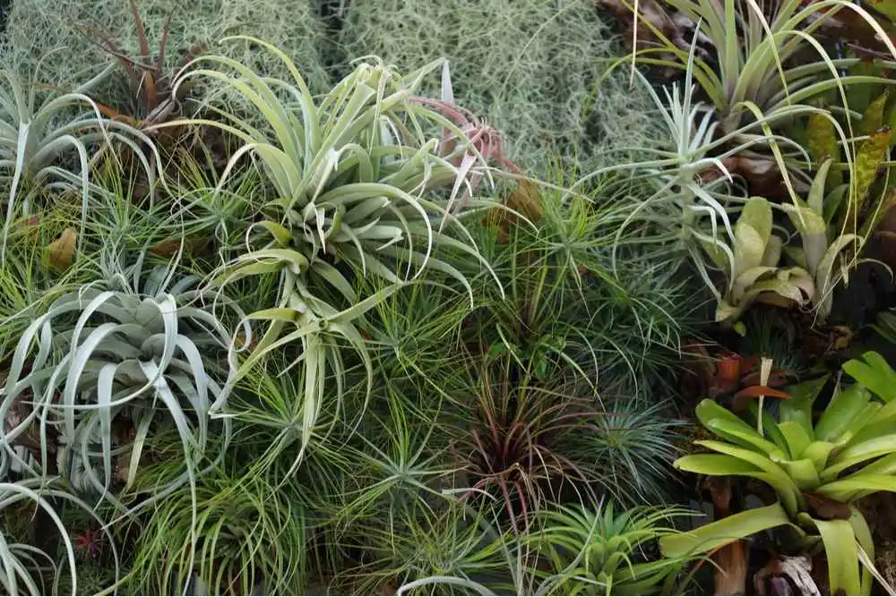 Choosing the Right Air Plant