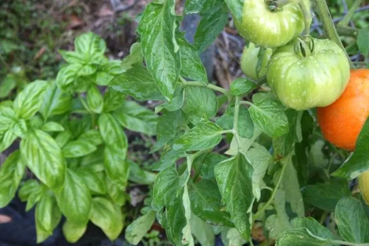 Companion Planting with Basil and Tomatoes