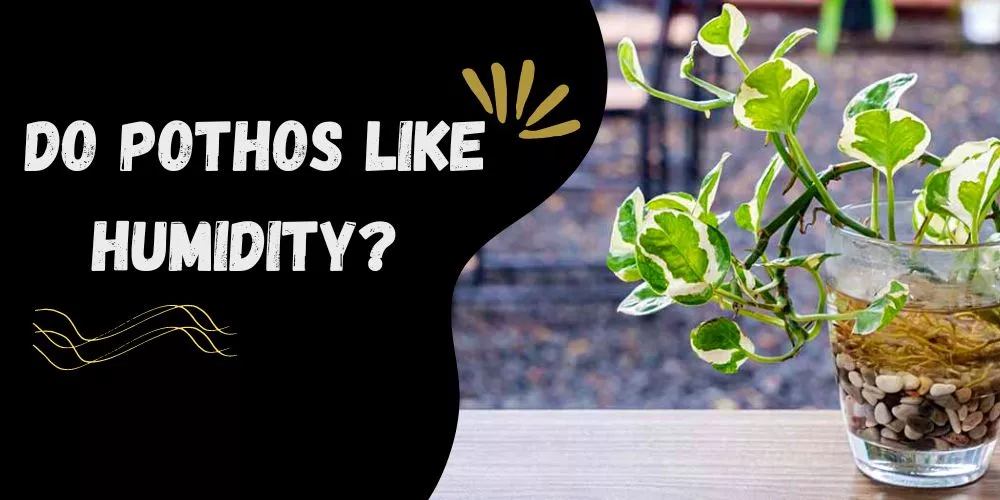 Do Pothos Like Humidity