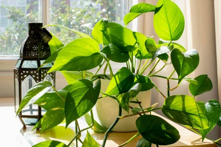 Do Pothos Like Humidity