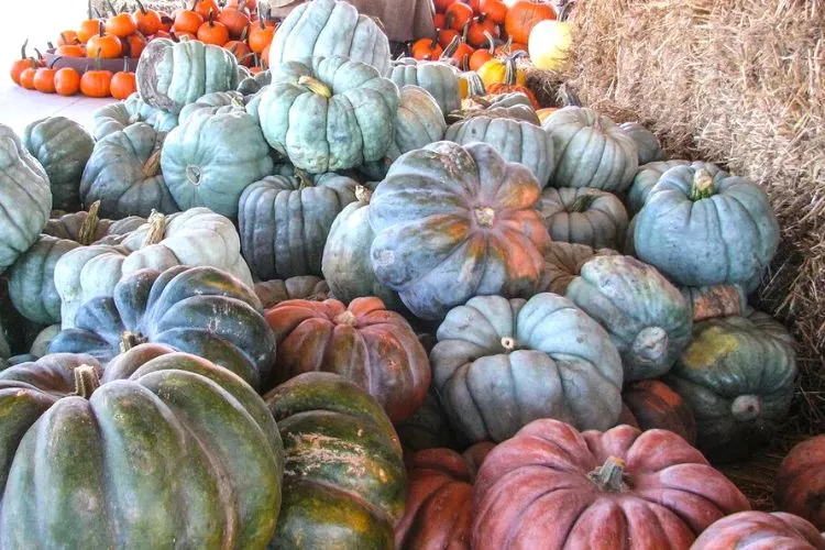 Edible Pumpkins