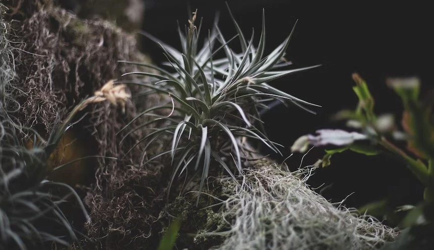 Environmental factors of air plants