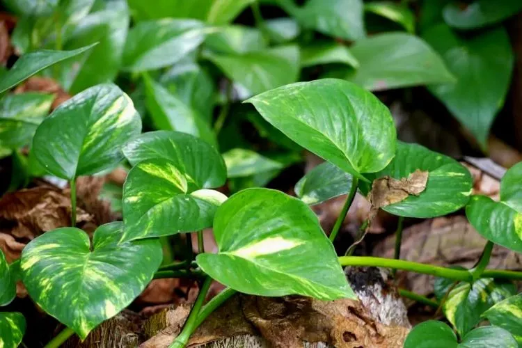 Expert Recommendations on Whether to Use Drainage for Pothos Plants