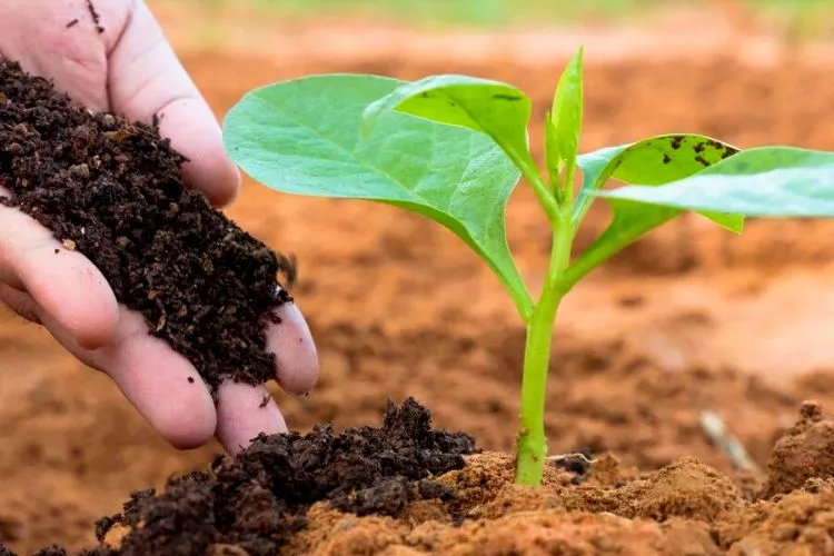 Fertilizer for oak trees