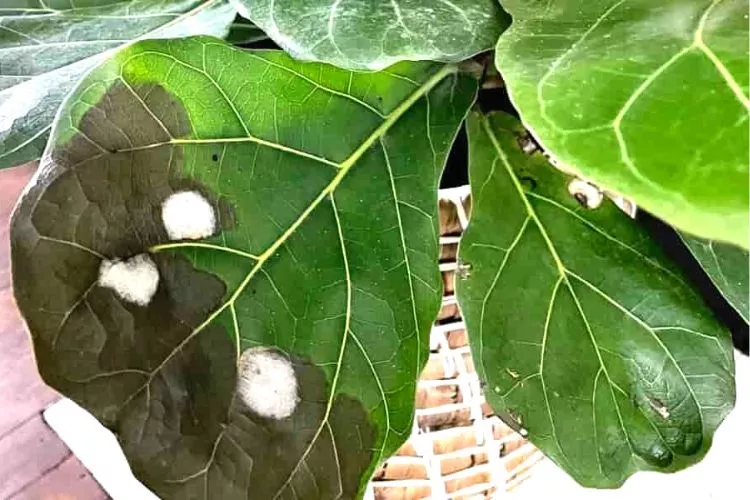 Ficus Leaves Pest and Diseases