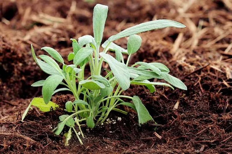 Growth patterns of the sage plant