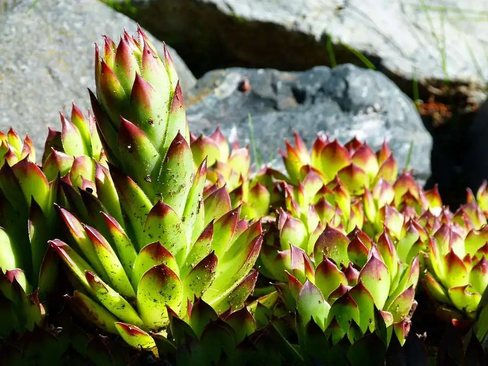 Hen and Chick Plant Dying 