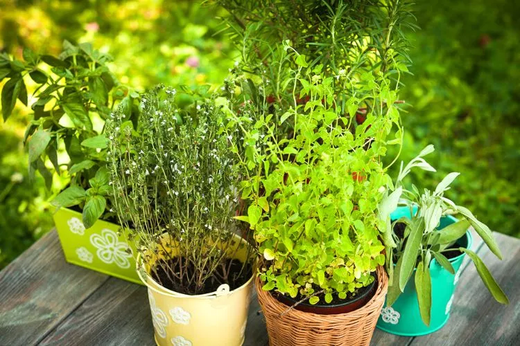 Herbs that Make Good Companion Plants for Basil