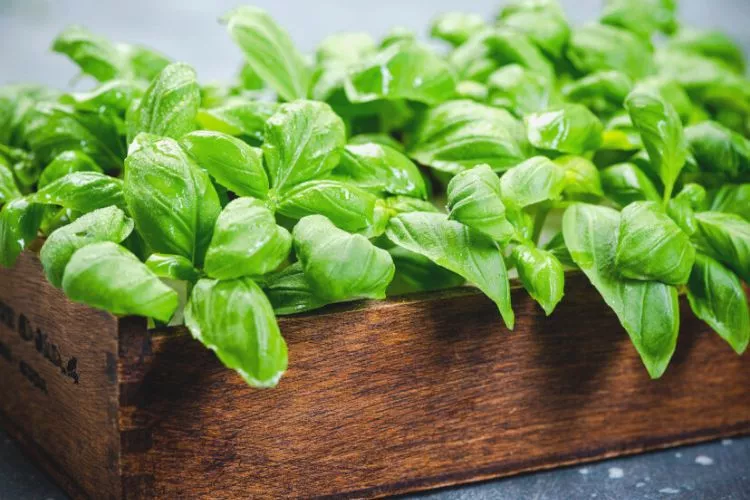 How close to plant companion plants for basil