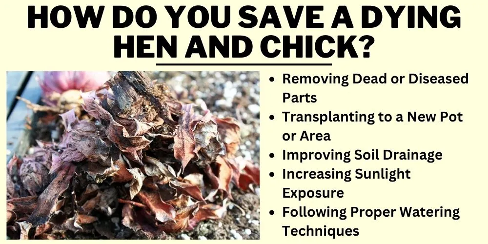 How do you save a dying hen and chick