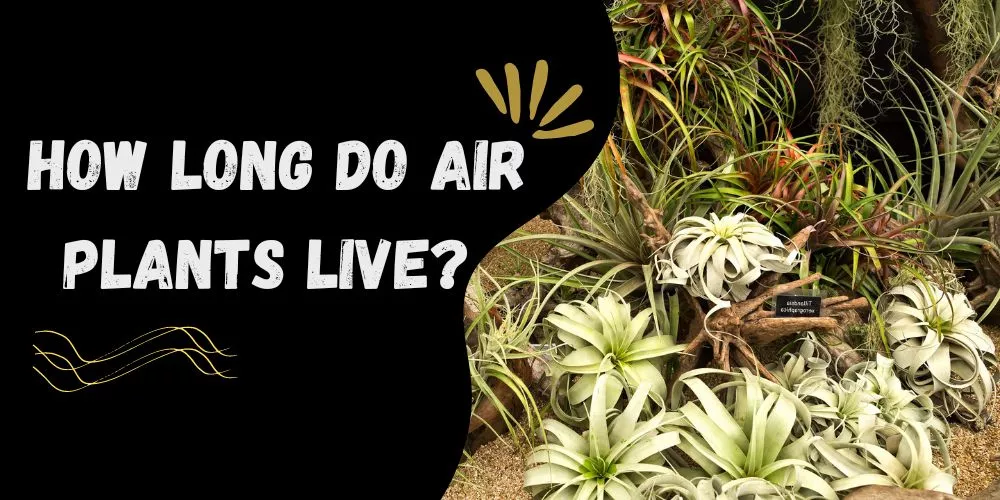 How long do air plants live