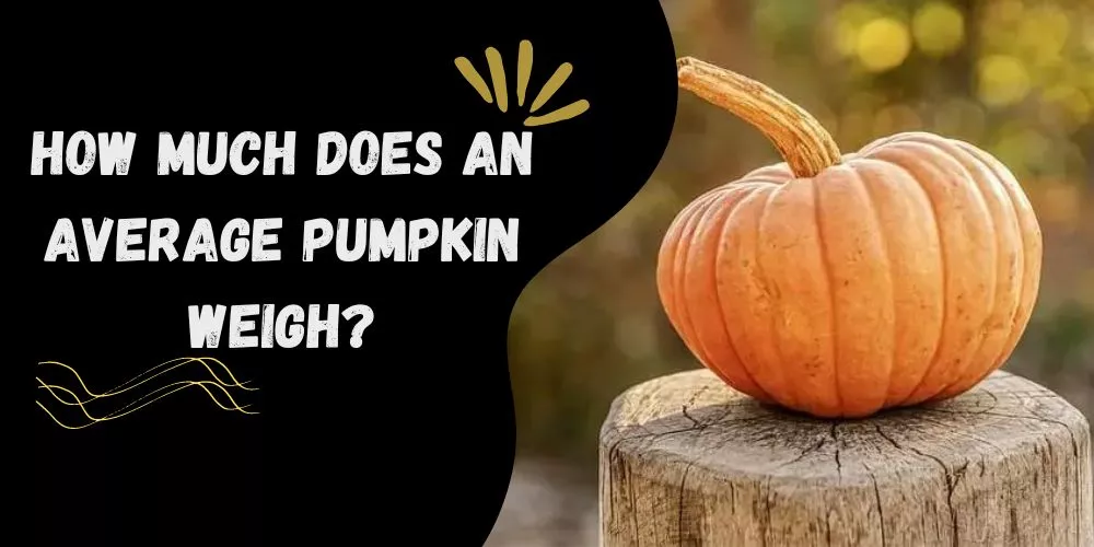 How much does an average pumpkin weigh