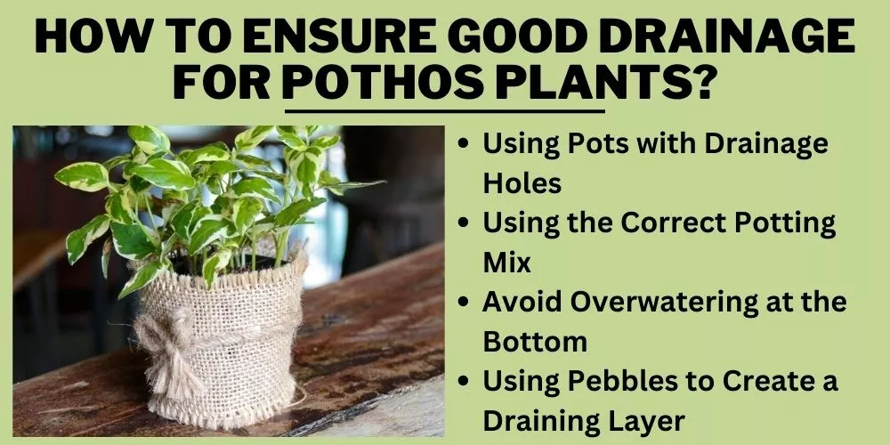 How to Ensure Good Drainage for Pothos Plants