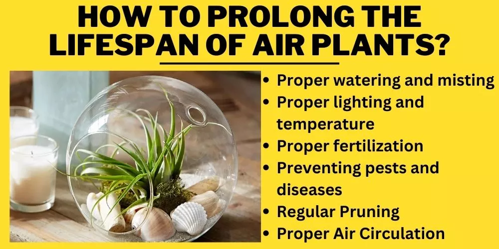 How to Prolong the Lifespan of Air Plants