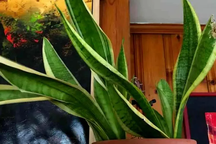 How to Treat Split Snake Plant Leaves