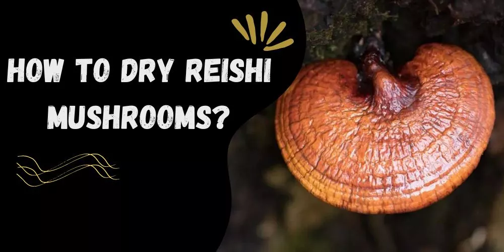 How to dry reishi mushrooms