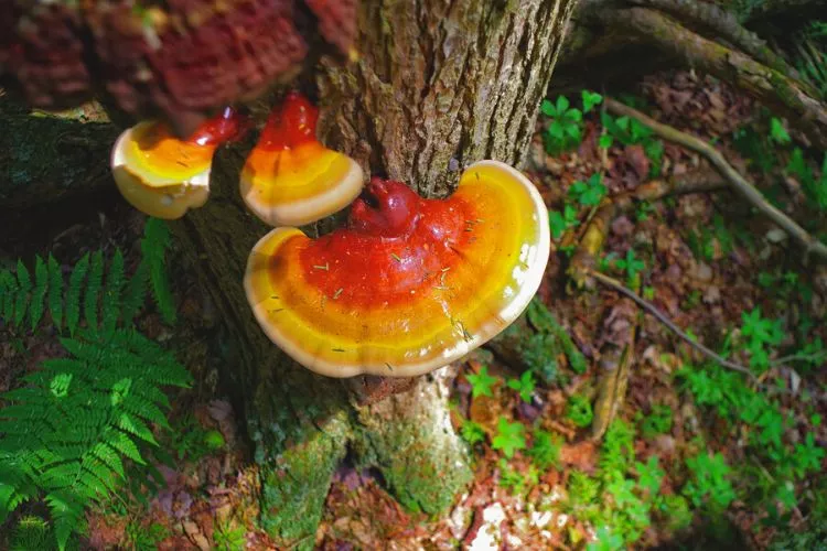 How to dry reishi mushrooms