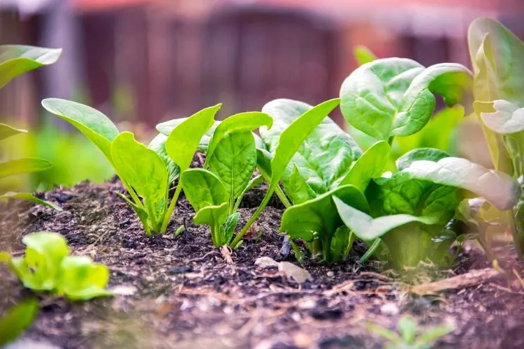 How to harvest spinach without killing the plant