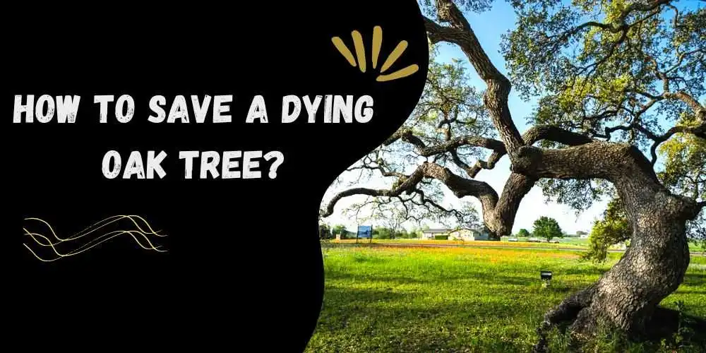 How to save a dying oak tree (EASY GUIDE)