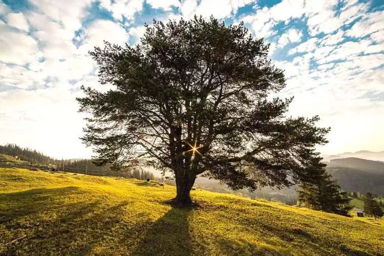 How to save a dying oak tree