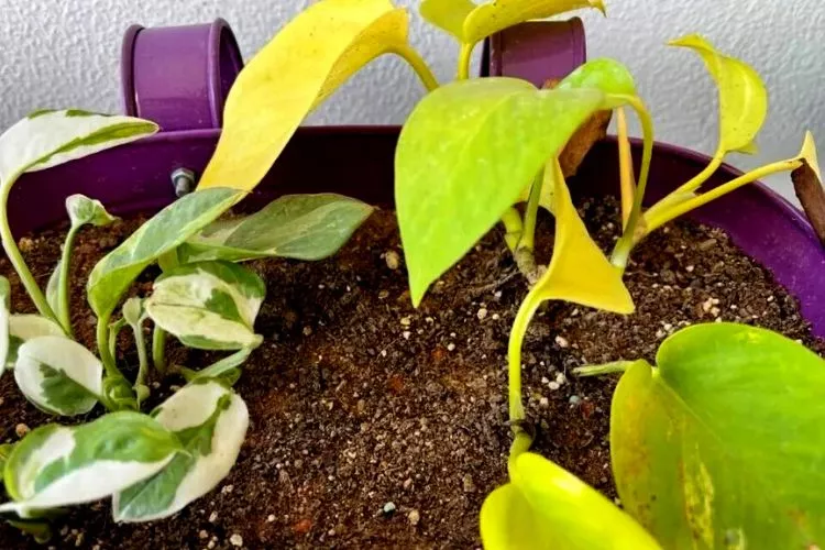 Ideal Growing Conditions for Pothos Plants