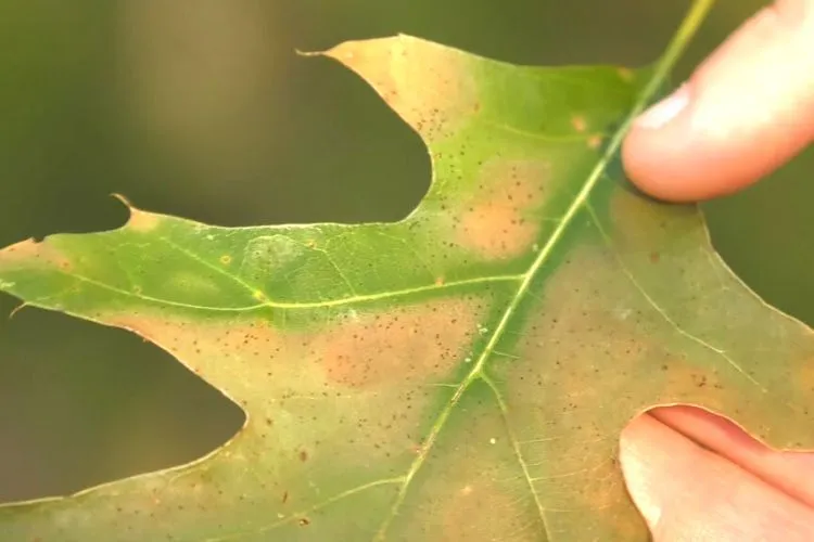 Identifying pests and diseases of oak tree