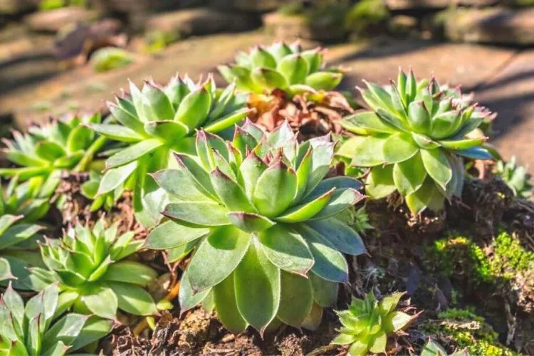 Increasing Sunlight Exposure