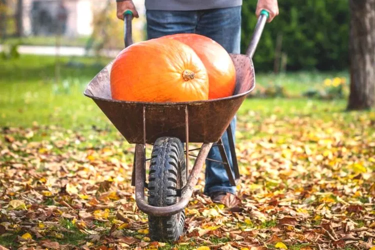 Maturity and Harvesting Time