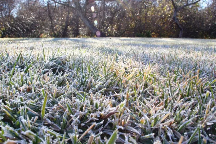 Measures to Take to Repair Frost-Damaged Grass