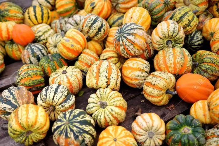 Ornamental Pumpkins