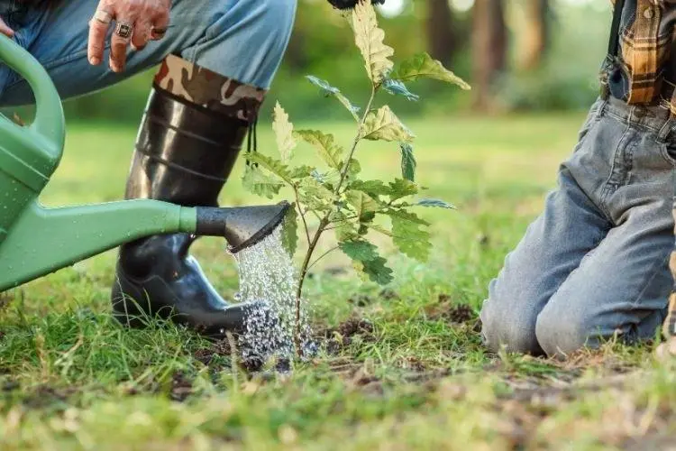 Over-watering or under-watering