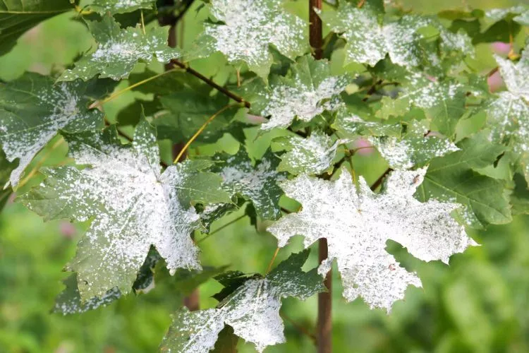 Powdery Mildew