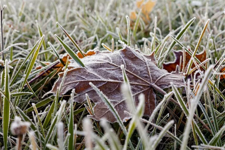 Preventing Frost Damage to Freshly Cut Grass