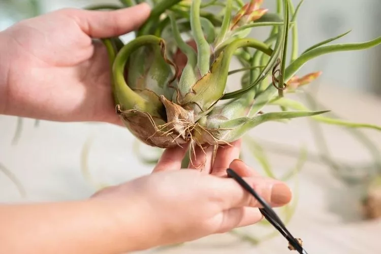 Regular Pruning